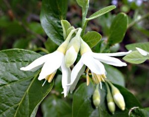 Fiore Styrax officinalis, straordinaria pianta dell’area tiburtina