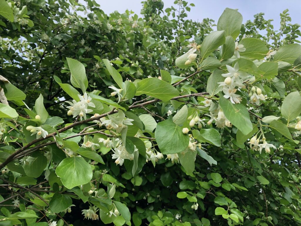 Arbusto in fiore. Styrax officinalis, straordinaria pianta dell’area tiburtina