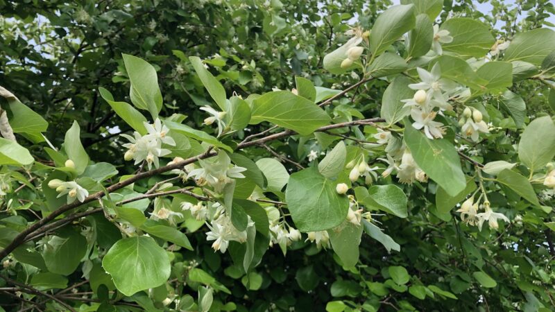Lo Styrax officinalis, straordinaria pianta dell’area tiburtina