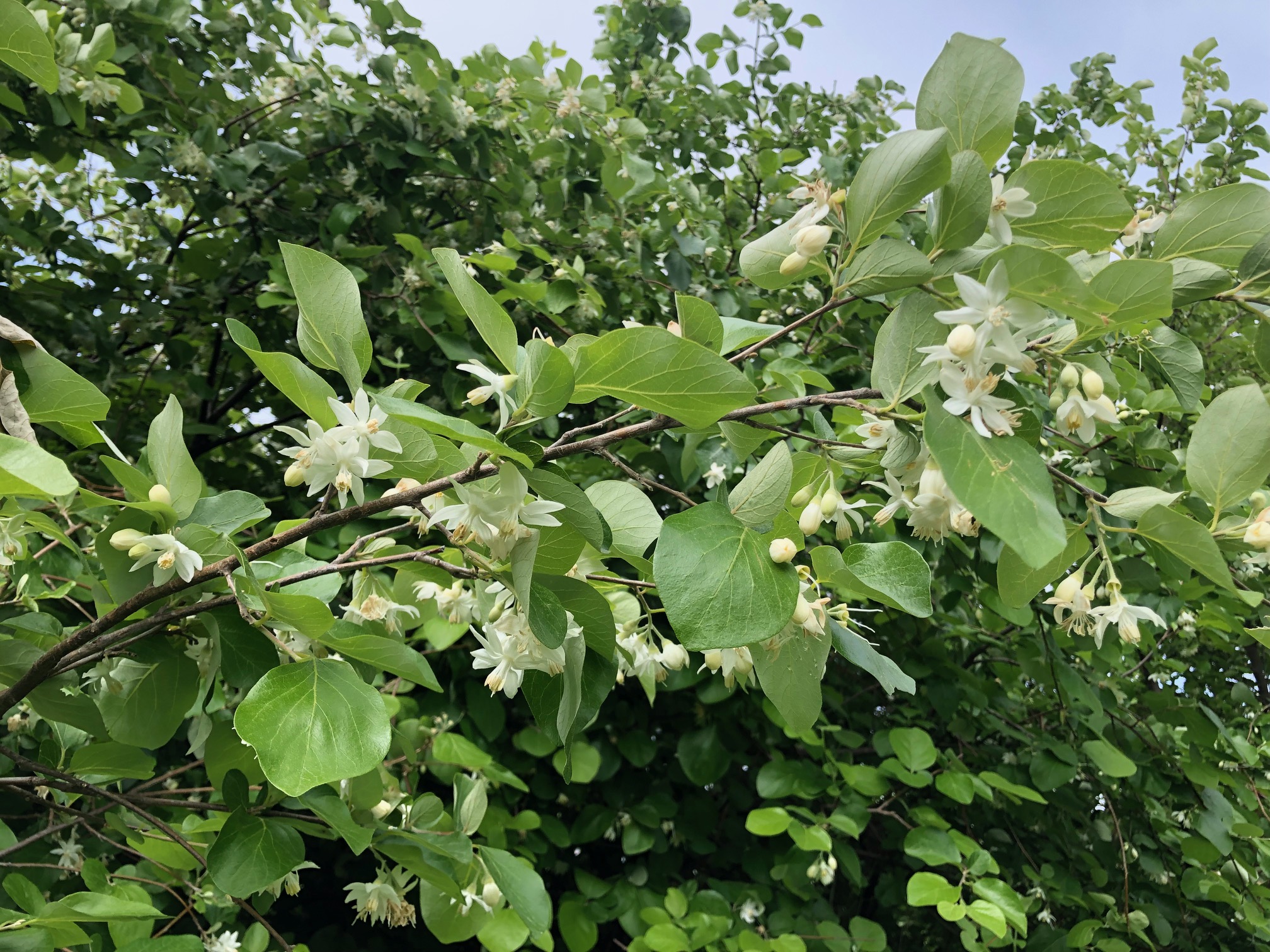 2) arbusto_in_fiore Styrax officinalis