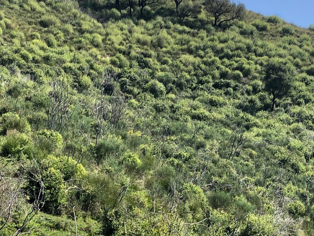 Styrax officinalis, straordinaria pianta dell’area tiburtina
Riserva del M. Catillo: formazioni di Styrax o. emergono dopo l’incendio