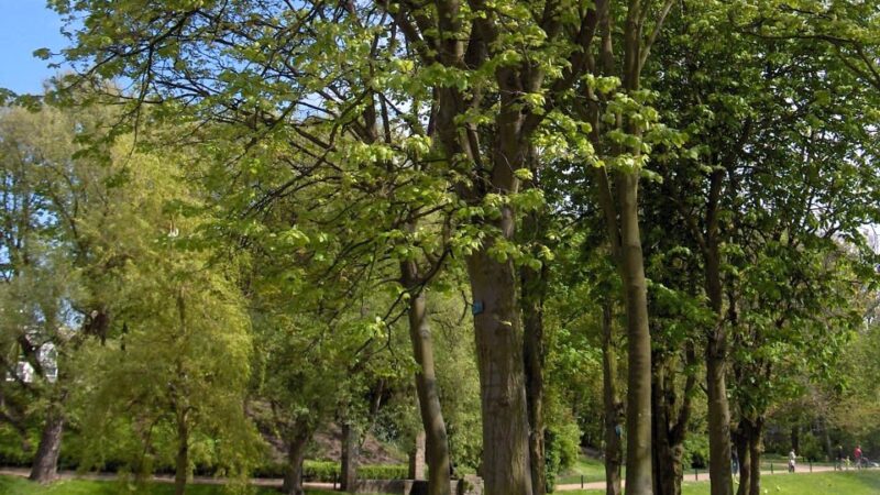 Tivoli, presentata una mozione per la creazione di un Catasto del Verde