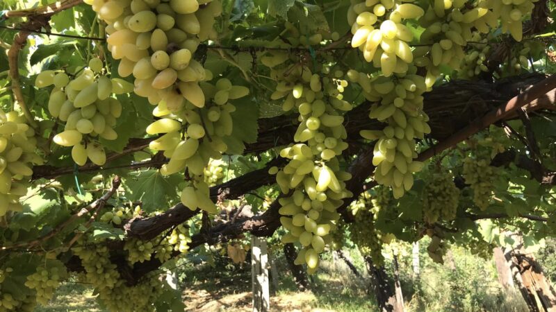 Tivoli, torna la Sagra del Pizzutello: trekking, yoga tra gli ulivi e visite nei vigneti per la 78ª edizione
