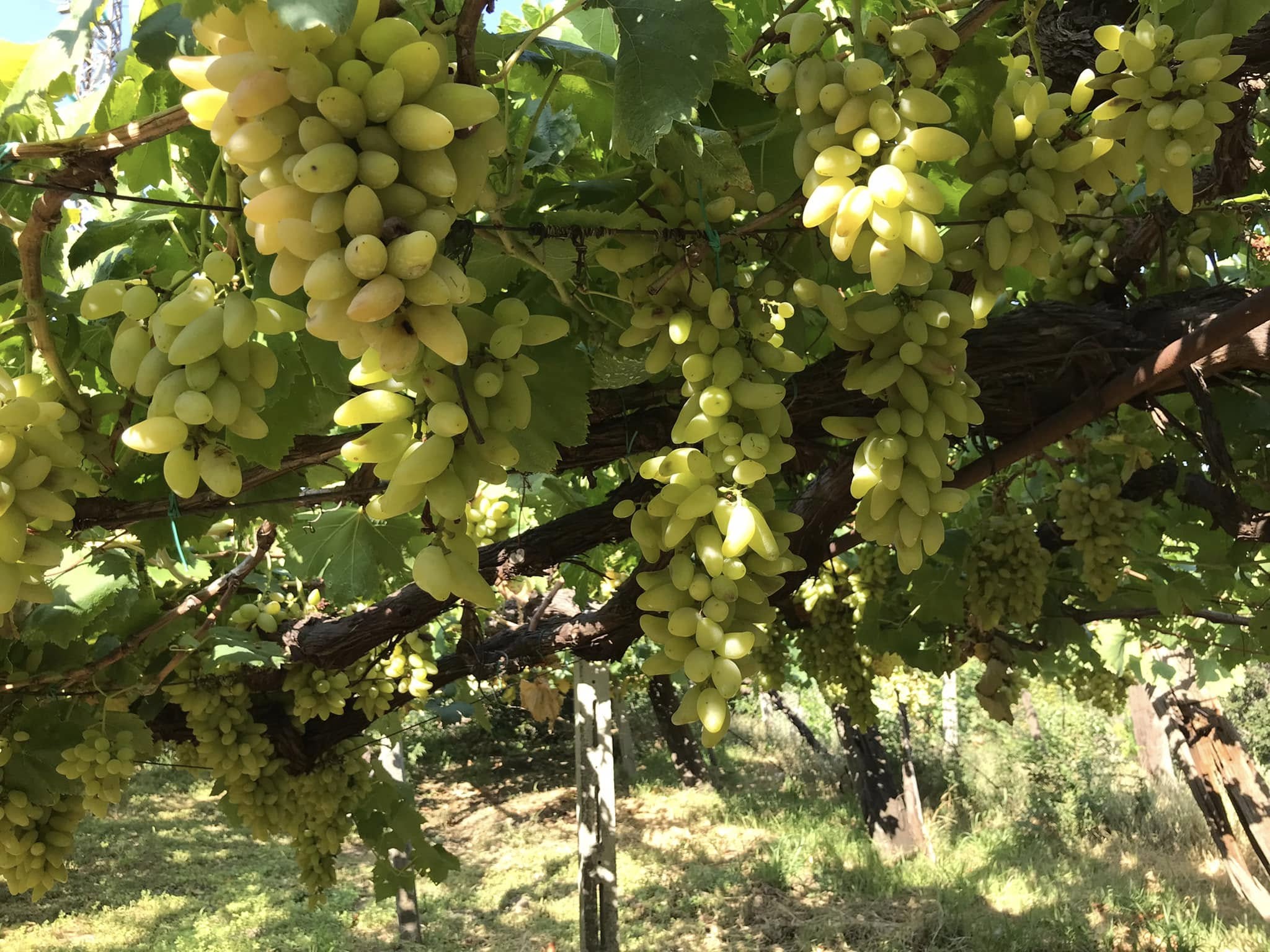 Tivoli, torna la Sagra del Pizzutello: trekking, yoga tra gli ulivi e visite nei vigneti per la 78ª edizione