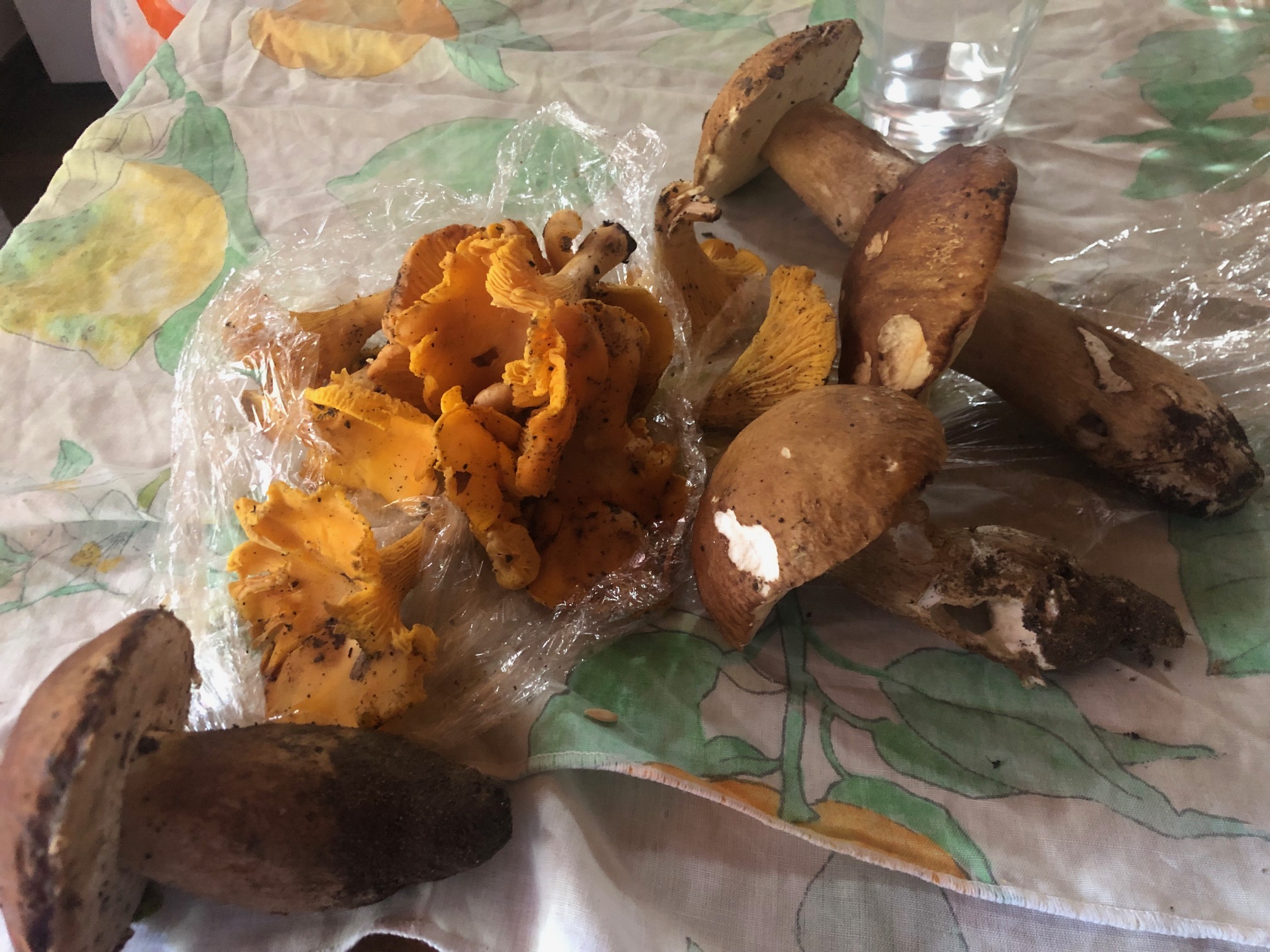 Stagione dei funghi al via, da Guidonia a Tivoli e Subiaco controlli gratuiti della Asl Roma 5 prima di portarli in tavola