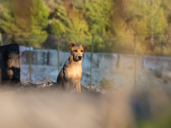 Cani delle cave, parte il progetto tra Tivoli e Guidonia: 42 sterilizzazioni in meno di una settimana
