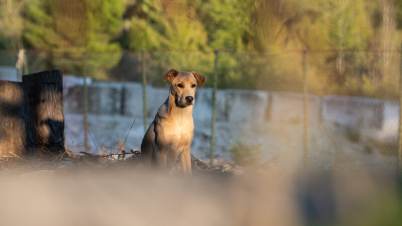 Cani delle cave, parte il progetto tra Tivoli e Guidonia: 42 sterilizzazioni in meno di una settimana