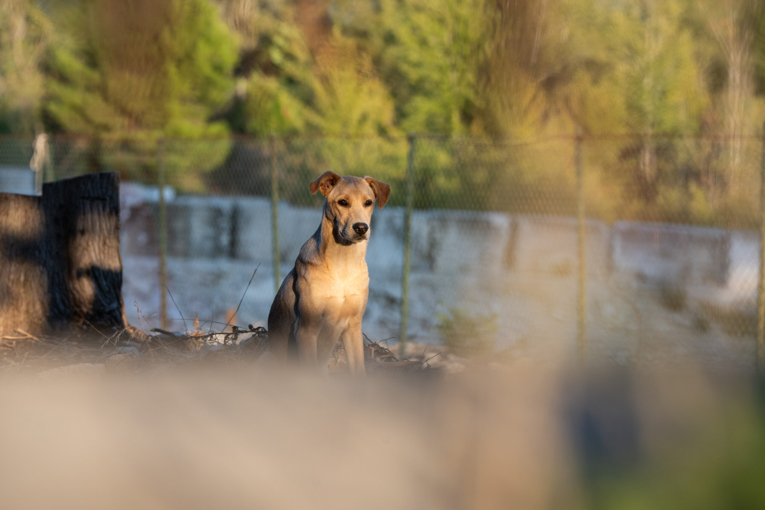 Cani delle cave, parte il progetto tra Tivoli e Guidonia: 42 sterilizzazioni in meno di una settimana